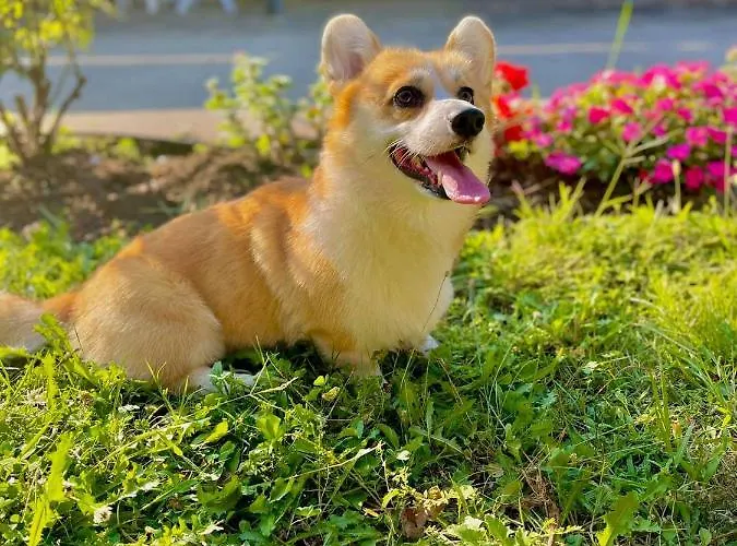 Pop аrt פרימורסקו