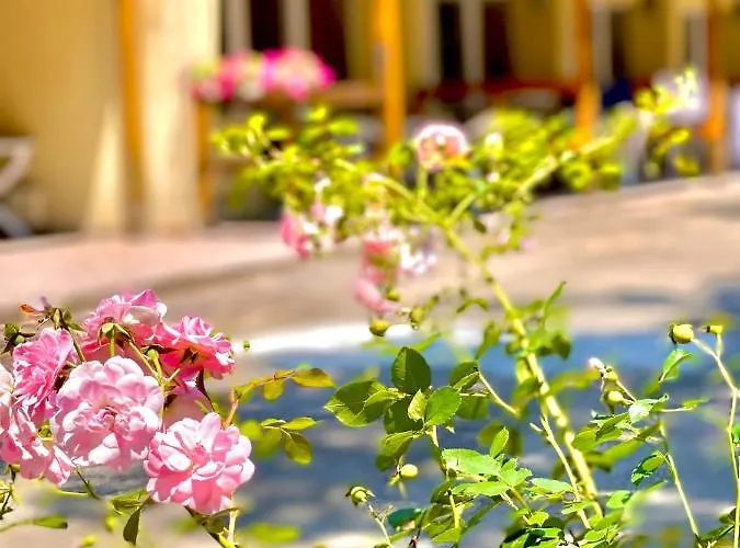 Pop аrt פרימורסקו